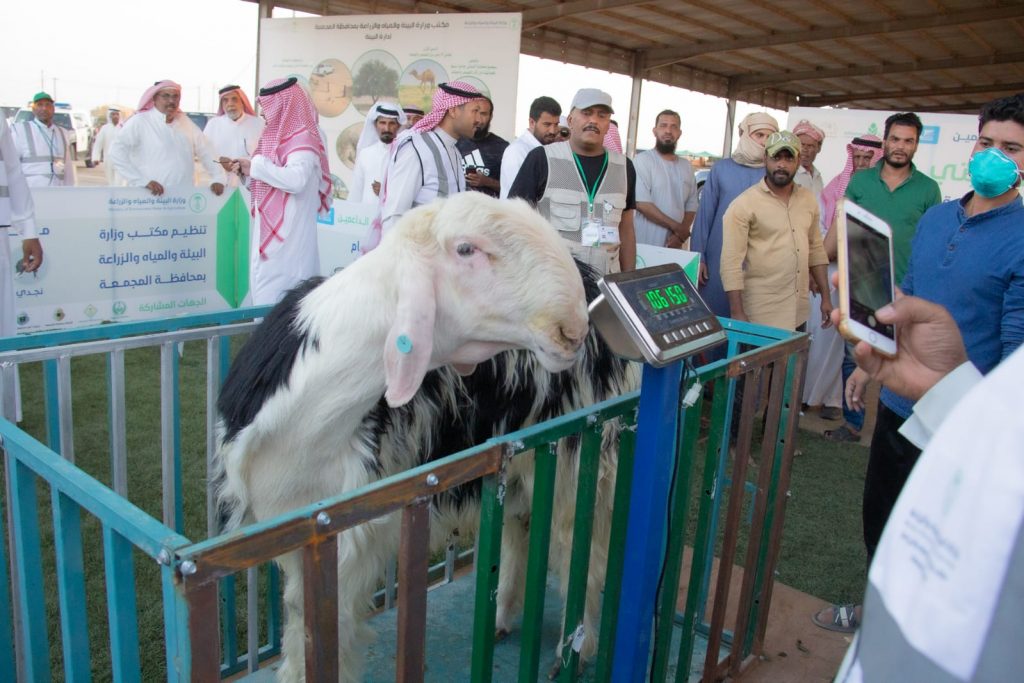 العبيد يحقق المركز الاول في مسابقة اوزان الاغنام لفئة النجدي بـ  (١١٢) كيلو